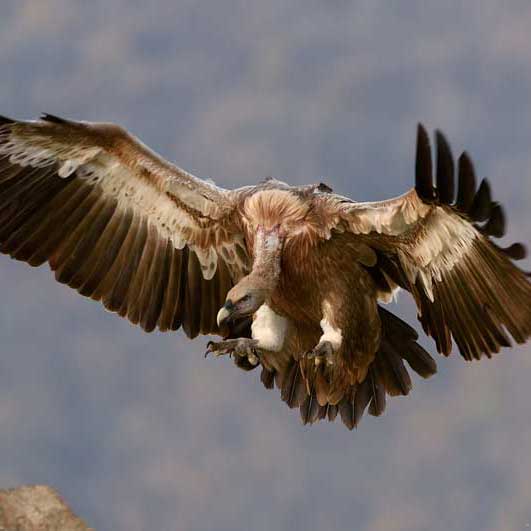 安卓ddos攻击工具